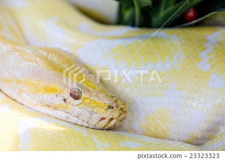 poisonous snake 23323323