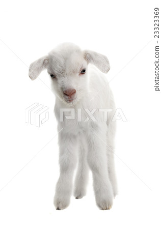goat 23323369
