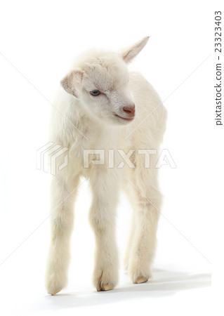 goat goat 23323403