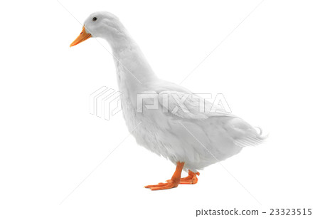 duck 23323515