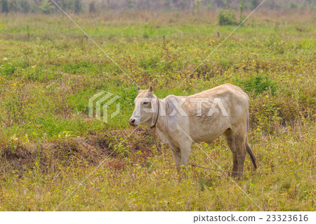 cows in a field in Thailand 23323616