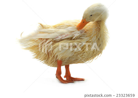 wet duck 23323659