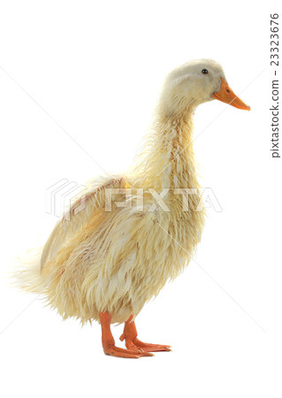 wet duck wet duck 23323676