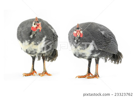 Guinea fowl Guinea fowl 23323762