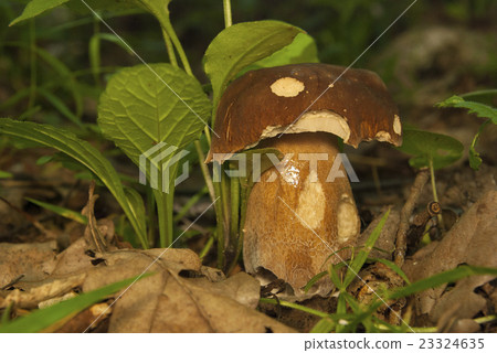 Boletus edulis in the forest. Edible mushroom Boletus edulis in the forest. Edible mushroom 23324635