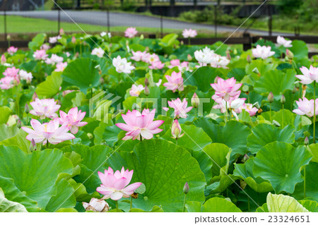 臼杵石佛園蓮花 臼杵石佛園蓮花 23324651