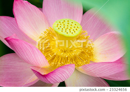 臼杵石佛園蓮花 臼杵石佛園蓮花 23324656