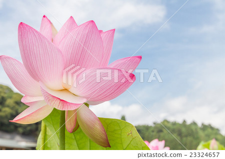 臼杵石佛園蓮花 臼杵石佛園蓮花 23324657