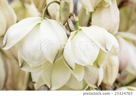 Background of Hesperoyucca whipplei flowers Background of Hesperoyucca whipplei flowers 23324765
