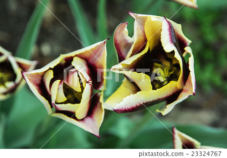 Two red-yellow tulips, seasonal natural scene Two red-yellow tulips, seasonal natural scene 23324767