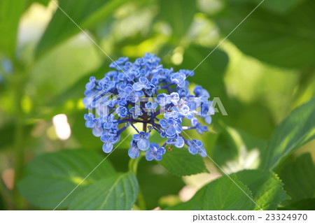 Hydrangea Hydrangea 23324970