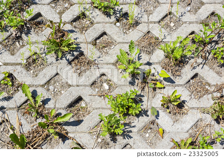 Plants and stone background Plants and stone background 23325005