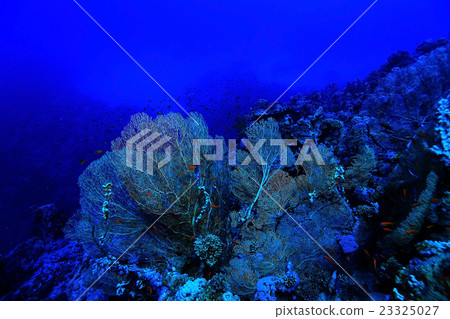 gorgonian on a coral reef 23325027