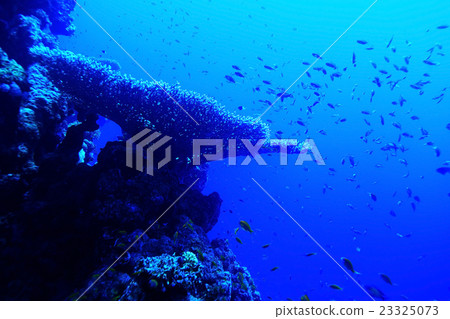 jamb of sea fish jamb of sea fish 23325073