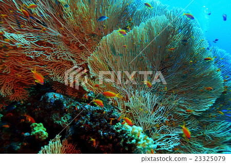 gorgonian on a coral reef gorgonian on a coral reef 23325079