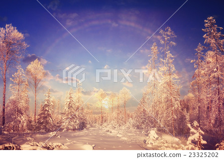 Winter sunset in the forest landscape Winter sunset in the forest landscape 23325202