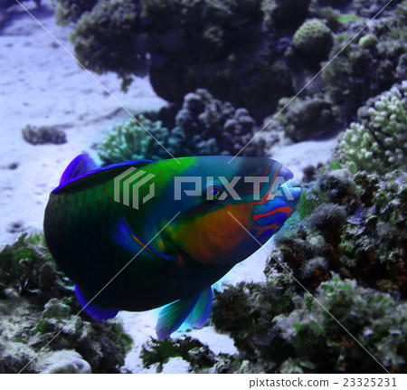 grouper underwater photo grouper underwater photo 23325231