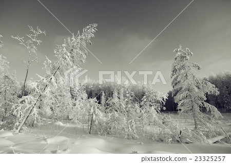 monochrome winter landscape 23325257