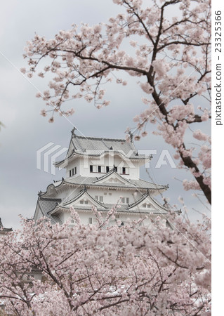 Himeji Castle in spring 23325366