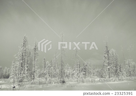 monochrome winter landscape 23325391