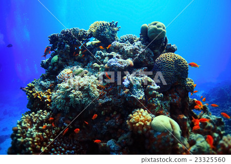 coral fish underwater background coral fish underwater background 23325560