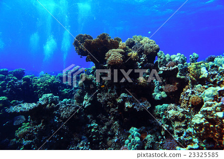Underwater tropical sea view Underwater tropical sea view 23325585