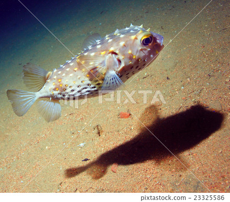 puffer fish bowl puffer fish bowl 23325586