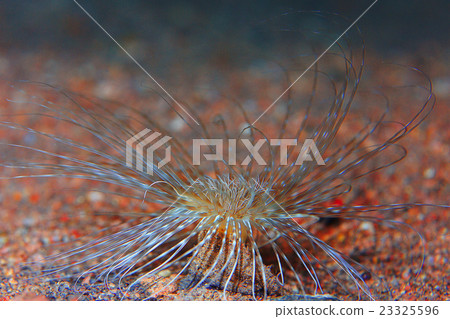 actinium animal underwater photo 23325596