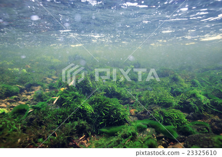 Underwater in a mountain river 23325610