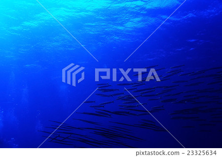 jamb of sea fish jamb of sea fish 23325634