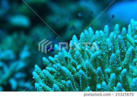 branches of coral underwater macro photo branches of coral underwater macro photo 23325670