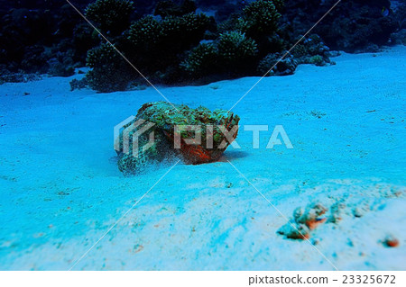synanceia verrucosa fish stone synanceia verrucosa fish stone 23325672