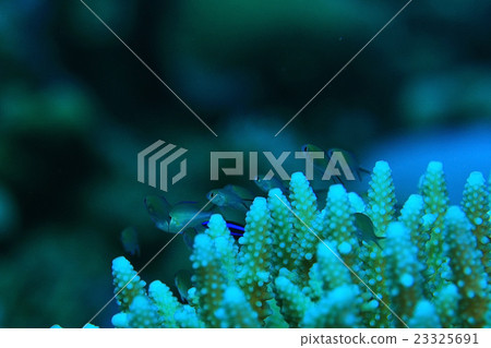 branches of coral underwater macro photo 23325691