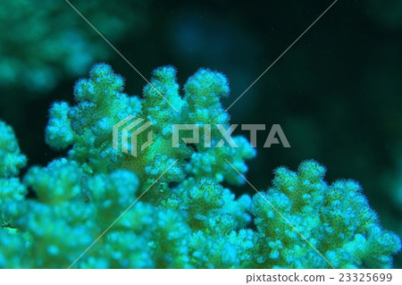 branches of coral underwater macro photo 23325699