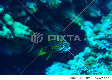 grouper underwater photo grouper underwater photo 23325865