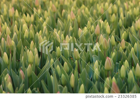 Field of yellow tulips top view background texture 23326385