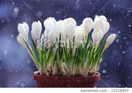 live crocuses in a pot 23326407
