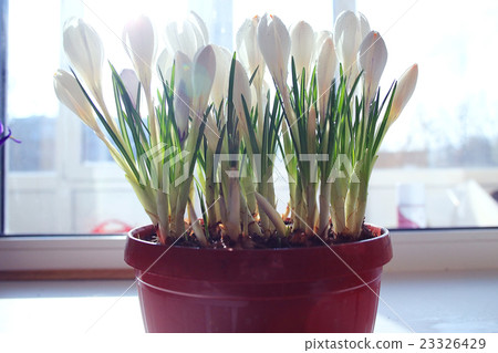 live crocuses in a pot 23326429