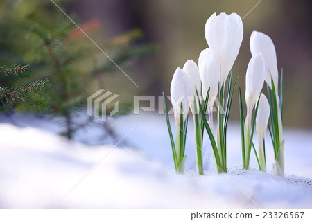 snowdrops The first spring wild flowers 23326567