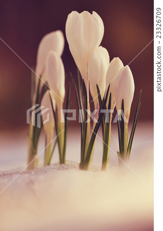 delicate white flowers spring background 23326709