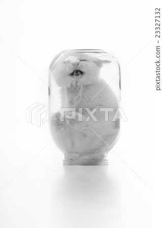 little kitten in a glass jar 23327132