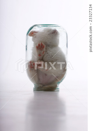 little kitten in a glass jar 23327134