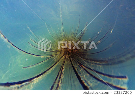 abstract background cave underwater algae 23327200