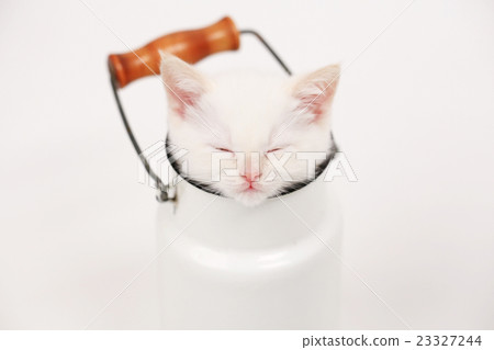 white cute kitten in milk cans 23327244