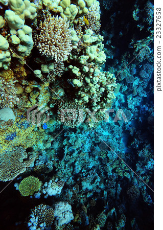 branches of coral underwater macro photo 23327658