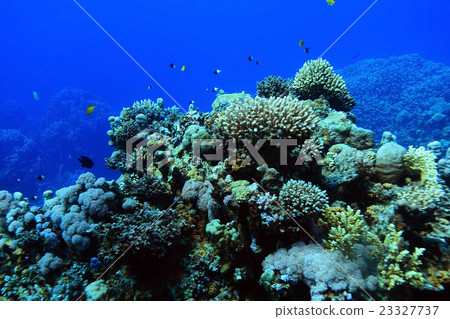 tropical sea underwater landscape tropical sea underwater landscape 23327737
