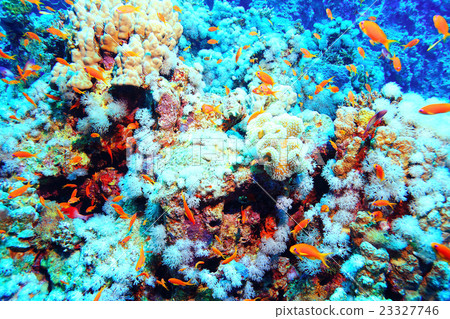coral fish underwater background 23327746