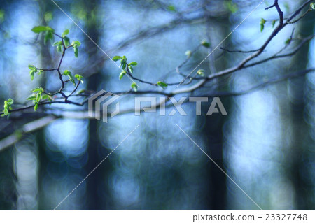 blurred spring background, young branches with leaves and buds blurred spring background, young branches with leaves and buds 23327748