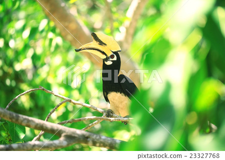 hornbill bird on branch 23327768