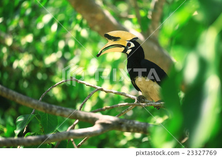 hornbill bird on branch hornbill bird on branch 23327769